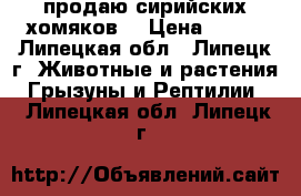 продаю сирийских хомяков  › Цена ­ 100 - Липецкая обл., Липецк г. Животные и растения » Грызуны и Рептилии   . Липецкая обл.,Липецк г.